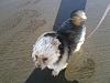 Zippy- On The Beach!-011.jpg