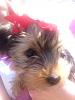 my 1st yorkie-10989237_10206161166015955_6291921461023935086_n.jpg