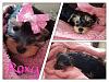 My new Yorkie: Roxy-image.jpg