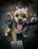 My Yorkie Babies-img_20141107_213943.jpg