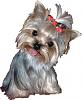 mollys 1st trip to groomers-imagesmchm3foo.jpg