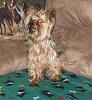 Visual Tutorial - How To Post a Picture on YorkieTalk-teek-adoption-2.jpg