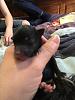 The puppies are here!  Yorkie/Chinese Crested Mix-puppy-4.jpg
