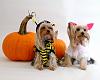 Miss Daisy and Savannah at Halloween-16512806675_f448a037b5_z.jpg