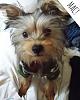 Mac the Morkie is 6 MONTHS OLD!-mac6months2.jpg