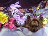 Lilah Charm is getting ready for Easter!-image.jpg