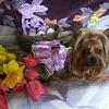 Lilah Charm is getting ready for Easter!-image.jpg