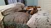 My bed is so comfy...-11072971_10153084102926558_1864784935_n.jpg