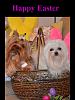 Happy Easter-image.jpg