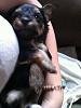 The puppies are here!  Yorkie/Chinese Crested Mix-raksha-1-mon.jpg