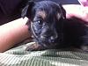 The puppies are here!  Yorkie/Chinese Crested Mix-puppy-3-4-weeks.jpg