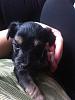 The puppies are here!  Yorkie/Chinese Crested Mix-puppy-3-1-mon.jpg