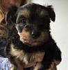 The puppies are here!  Yorkie/Chinese Crested Mix-raksha-6-weeks.jpg