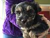 The puppies are here!  Yorkie/Chinese Crested Mix-rowan-6-weeks.jpg