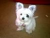 My yorkie and yorkie/maltese mix.-wp_ss_20150419_0004.jpg