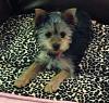 My Little Yorkie-brie2.jpg