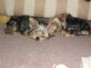 Catch-up on our Yorkies...-nap-time.jpg