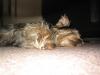 Catch-up on our Yorkies...-chowie-knocked-out.jpg