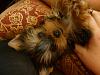 New Baby Roxie (she is from Deb Sillers and Amazing Yorkies!)-irresistable.jpg
