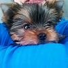New Baby Roxie (she is from Deb Sillers and Amazing Yorkies!)-baby-face.jpg