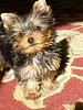 New Baby Roxie (she is from Deb Sillers and Amazing Yorkies!)-gorgeous-girl.jpg