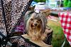 Bark in the Park Charlotte, NC contest win :-)-trinket-bark-n-park.jpg
