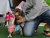 Bark in the Park Charlotte, NC contest win :-)-gidget-trinket-bark-park.jpg