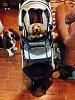 Cricket's stroller-image.jpg