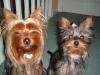 Catch-up on our Yorkies...-2006_0205lottie0054.jpg