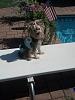 I'm ready for summer!!!-yt-lola-diving-board.jpg