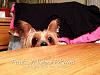 Mylee has a message....-national-pet-week.jpg