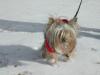 Catch-up on our Yorkies...-snowboots.jpg