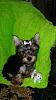 Precious is 14 weeks old today.-20150512_104644_resized.jpg