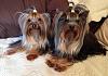 My five yorkies-image.jpg
