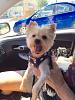 New Summer Look/ PetsMart Trip!!!-image2.jpg