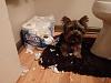 Hey It WASN'T me! ( Roxie being Bad!) but hilarious!-max-tp.jpg