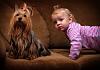 Yorkies and Grandbabies-peytonbella.jpg