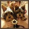 Yorkie Cutness Overload!-2015-06-049514-29-16.jpg