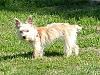 Ever seen a white Yorkie? Look here!-dolly-2.jpg