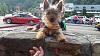 Kiki- Mountain dog, Gatlinburg,TN-10641063_10205745671394915_4423155924054484173_n.jpg