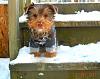 Oscar The Snow Dog-020a.jpg