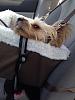 Which way does your Yorkie face when riding in the car?-booster-seat-7-25-14.jpg