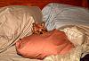 Always Look Under The Pillows!-bella-hiding-out.jpg