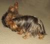 Alaska Yorkie!!!-play1.jpg