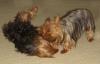 Alaska Yorkie!!!-play2.jpg