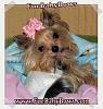 My Sweet Yorkie-ssdidipink.jpg