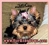 My yorkie as a pup-cutelolakittypink.jpg