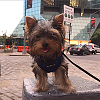 Hello! I'm Joey Buttons- New to YorkieTalk.com!-screen-shot-2015-07-09-9.57.13-am.png