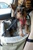 Which way does your Yorkie face when riding in the car?-2015-07-11-21-48-12-png.jpg