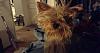 REALLY bad hair day-photo_by_shawna_cannon.jpg